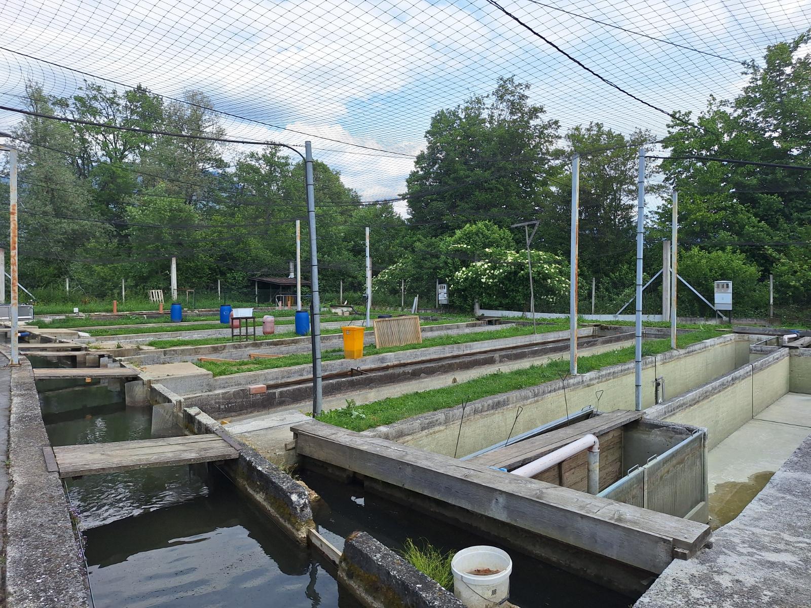 V Ribogojnici Vodomec gojijo kalifornijske postrvi oziroma šarenke. Foto: arhiv Zavoda za turizem in kulturo Kranj