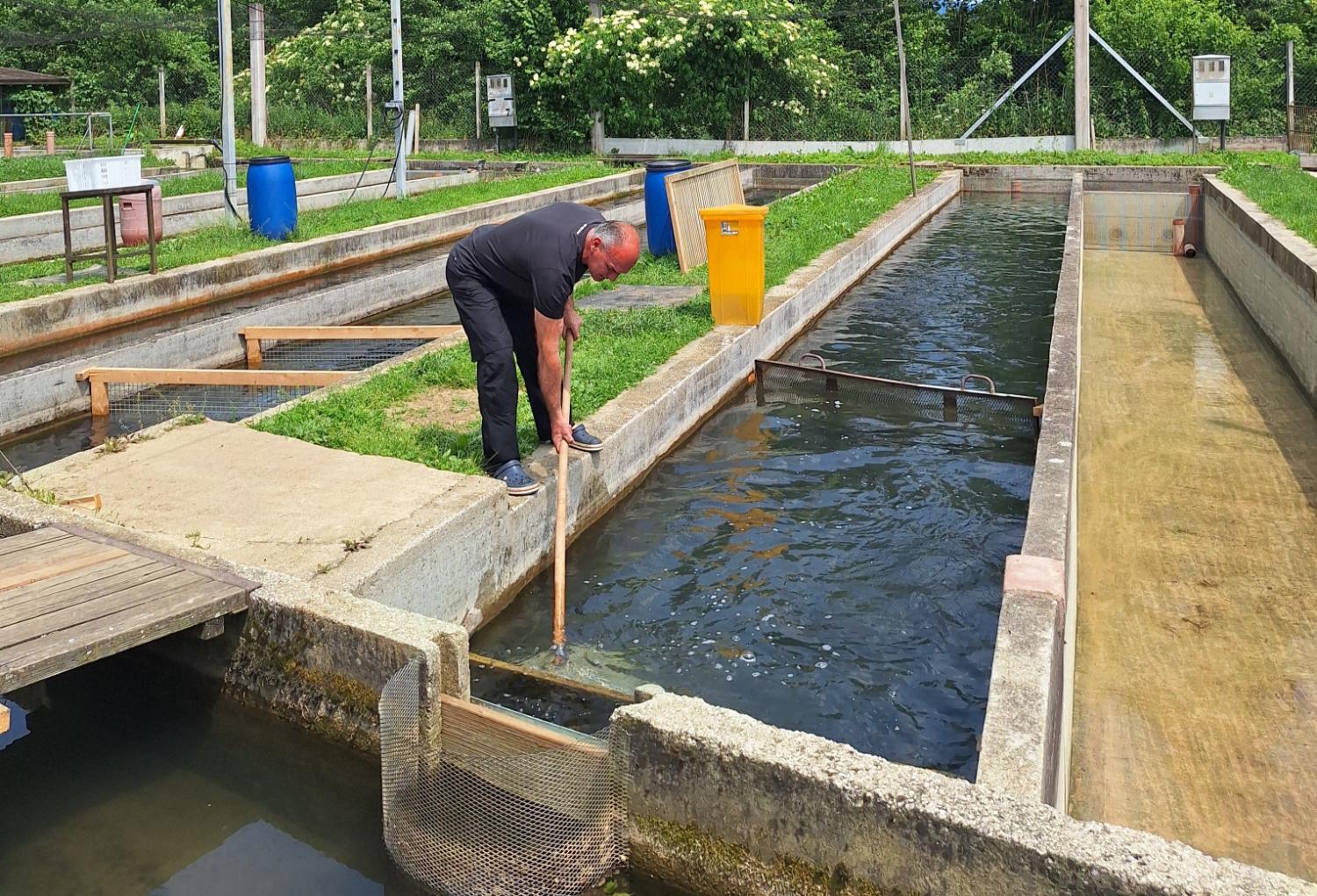 Ribje okuse iz Ribogojnice Vodomec lahko najdete tudi v posameznih krajnskih gostilnah. Foto: arhiv Zavoda za turizem in kulturo Kranj