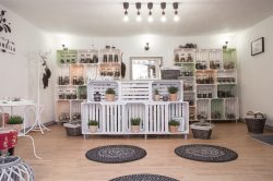 indija koromandija_kranj